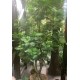 Дерево искусственное Фикус 1.8 м
